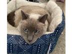 Adopt LILIAH - Offered by Owner - loving Senior Siamese a Cream or Ivory