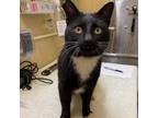 Adopt SnuggleBeast a All Black Domestic Shorthair / Mixed cat in Mankato