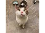 Adopt Clover a White Domestic Shorthair / Mixed cat in Mankato, MN (37720178)