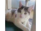 Adopt Granny Smith a Gray or Blue Domestic Shorthair / Mixed cat in Mankato