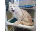 Adopt Salem a Tan or Fawn Tabby Domestic Mediumhair / Mixed cat in Mankato