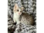 Adopt Princess Pink Paws a Domestic Shorthair / Mixed cat in Birdsboro
