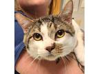 Adopt Thiago a Domestic Shorthair / Mixed cat in Birdsboro, PA (37720125)