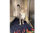 Adopt Jet a Domestic Shorthair / Mixed cat in Knoxville, TN (37720118)