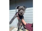 Adopt Cookie a Black Terrier (Unknown Type, Small) / Pug / Mixed dog in Gerber