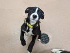 Adopt Clippers a Black Border Collie / Mixed dog in Boulder, CO (37719947)