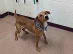 Adopt Millie a Red/Golden/Orange/Chestnut Labrador Retriever / Mixed dog in