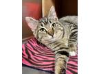 Adopt Tiny a Brown or Chocolate Domestic Shorthair / Domestic Shorthair / Mixed