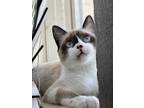 Adopt Mochi a White Snowshoe / Mixed (short coat) cat in College Station