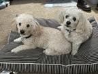 Adopt Chester and Pablo a White Poodle (Miniature) / Mixed dog in Scio