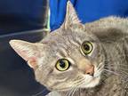 Adopt Grey Boi a Domestic Shorthair / Mixed cat in Sherwood, OR (37718786)