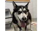 Adopt Stormy a Siberian Husky / Mixed dog in Golden, CO (37719780)