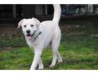 Adopt Jack Frost a White Labrador Retriever / Mixed Breed (Large) / Mixed dog in