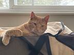 Adopt Martin a Orange or Red Tabby Domestic Shorthair (short coat) cat in Coeur