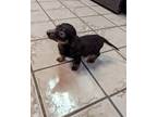 Adopt Hazel a Dachshund dog in Windsor, CO (37719839)