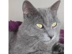 Adopt Smokey a Gray or Blue Russian Blue (short coat) cat in Salem
