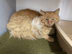 Adopt Sulley a Domestic Longhair / Mixed (long coat) cat in Cambria