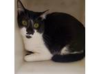 Adopt Scamper a Domestic Shorthair / Mixed cat in Houston, TX (37719734)