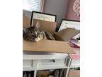 Adopt LaLa a Brown Tabby Calico / Mixed (medium coat) cat in Toledo