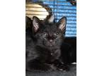 Adopt NIKO a All Black Domestic Shorthair / Mixed (short coat) cat in Vero