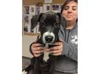Adopt 52352850 a Black Labrador Retriever / American Pit Bull Terrier / Mixed