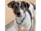 Adopt Ariel a White Border Collie / Mixed dog in San Francisco, CA (37718736)