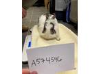 Adopt David Hasselhop a White Other/Unknown / Other/Unknown / Mixed rabbit in