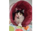Adopt Serenity a Orange or Red (Mostly) Domestic Shorthair (short coat) cat in