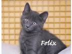 Adopt Felix a Gray or Blue Domestic Shorthair (short coat) cat in Waterbury