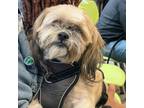 Adopt Benji a Tan/Yellow/Fawn Shih Tzu / Mixed dog in Philadelphia