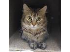 Adopt Pelusa a Calico or Dilute Calico Domestic Mediumhair / Mixed cat in