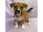 Adopt Ember a Tan/Yellow/Fawn Boxer / Mixed dog in North Myrtle Beach