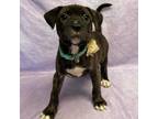 Adopt Elbe a Brindle Boxer / Mixed dog in North Myrtle Beach, SC (37719436)