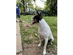 Adopt Jack a White - with Black Jack Russell Terrier / Mixed dog in Hyattsville