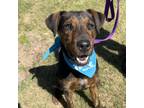 Adopt Tally a Brown/Chocolate Mixed Breed (Medium) / Mixed dog in Auburn