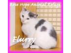 Adopt Flurry a White (Mostly) Domestic Shorthair (short coat) cat in Waterbury