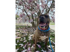 Adopt Katie a Brown/Chocolate American Staffordshire Terrier / Mixed dog in