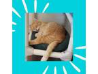 Adopt Wallace a Orange or Red Domestic Shorthair / Mixed cat in St.