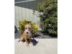 Adopt Honey a White - with Brown or Chocolate Boxer / American Pit Bull Terrier