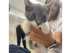 Adopt Damien a White Domestic Shorthair / Mixed cat in Gadsden, AL (37719366)