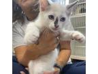 Adopt Regina George a White Domestic Shorthair / Mixed cat in Gadsden