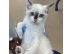 Adopt Gretchen Weiners a White Domestic Shorthair / Mixed cat in Gadsden