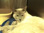 Adopt Dalia a Gray or Blue Siamese (short coat) cat in Silver City