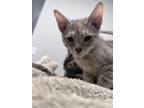 Adopt Beverly a Domestic Shorthair / Mixed cat in Sheboygan, WI (37719244)