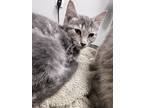Adopt Belinda a Domestic Shorthair / Mixed cat in Sheboygan, WI (37719243)