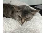 Adopt Duchess a Domestic Mediumhair / Mixed cat in Sheboygan, WI (37719242)