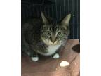 Adopt Shirley a Brown or Chocolate Domestic Shorthair / Domestic Shorthair /
