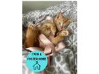 Adopt Shrimp a Orange or Red Domestic Shorthair / Domestic Shorthair / Mixed cat