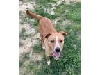 Adopt Tahoe a Tan/Yellow/Fawn Hound (Unknown Type) / Mixed dog in Lancaster
