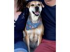 Adopt Rosie a Black - with Tan, Yellow or Fawn Beagle / Shar Pei / Mixed dog in